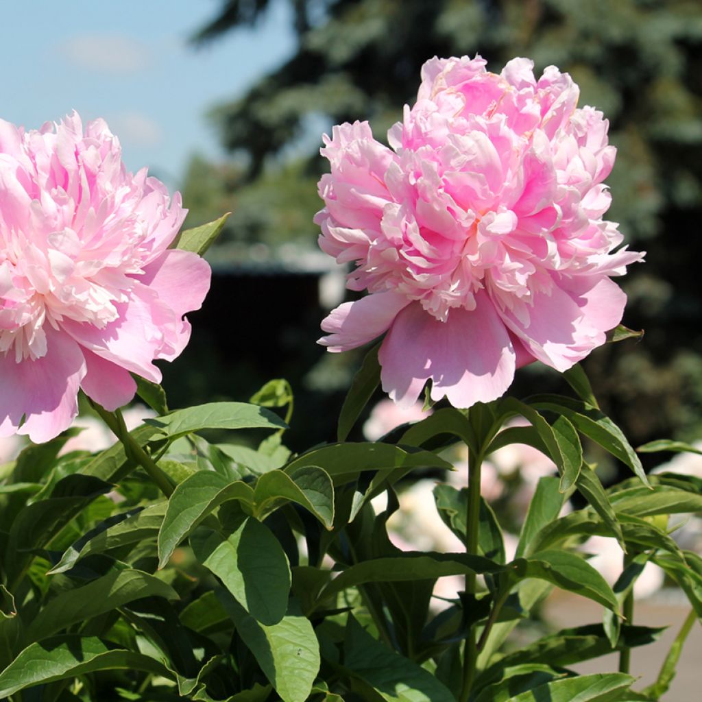 Paeonia lactiflora Monsieur Jules Elie - Edel-Pfingstrosen