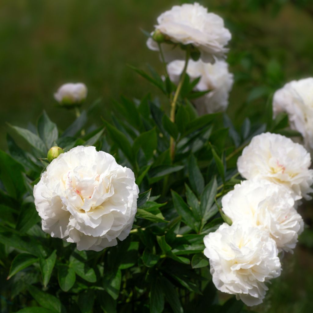 Paeonia lactiflora Mother's Choice - Edel-Pfingstrosen