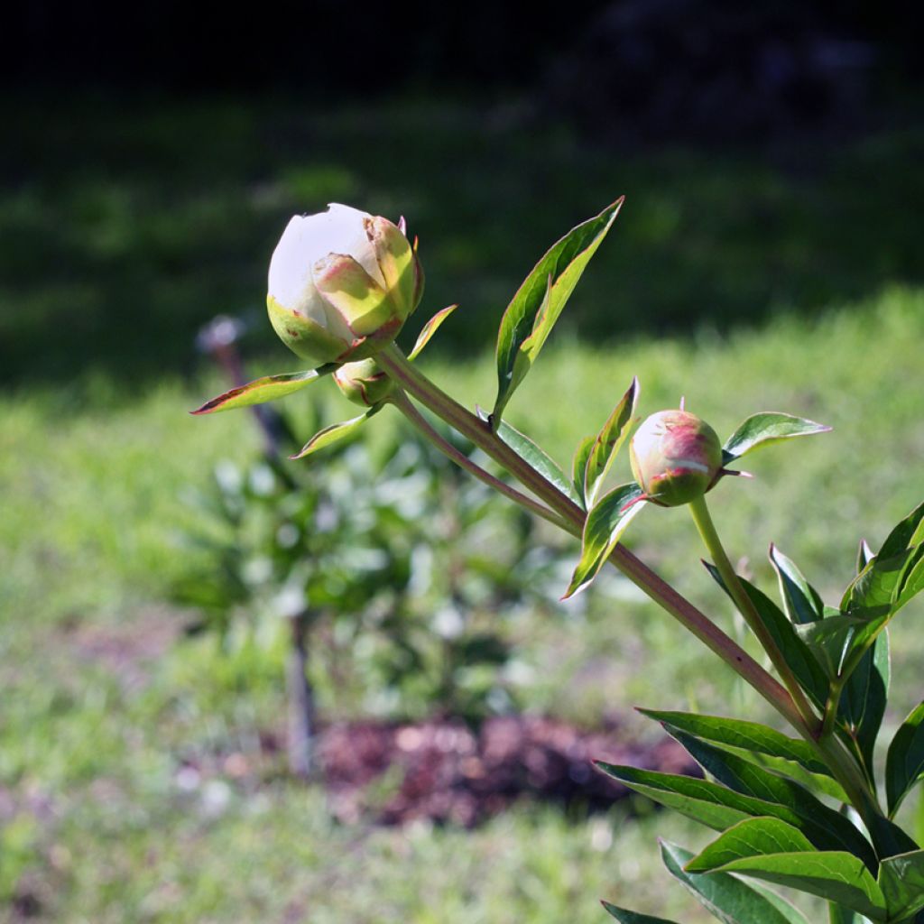 Paeonia lactiflora Mother's Choice - Edel-Pfingstrosen