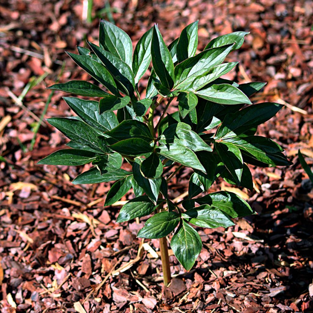 Paeonia lactiflora Mother's Choice - Edel-Pfingstrosen