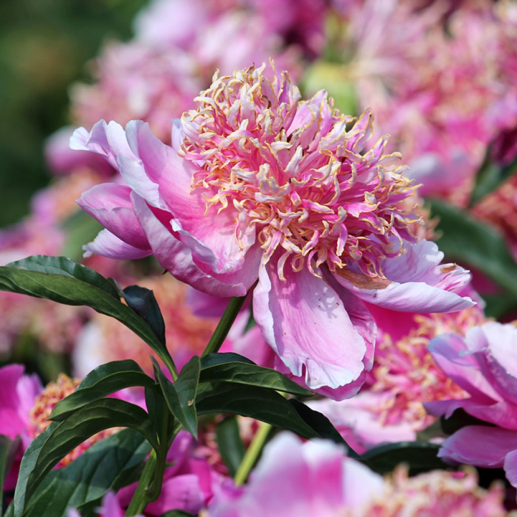 Paeonia lactiflora Neon - Edel-Pfingstrosen