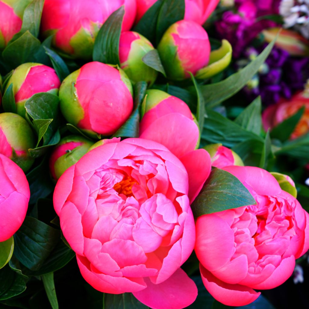 Paeonia lactiflora Neon - Edel-Pfingstrosen