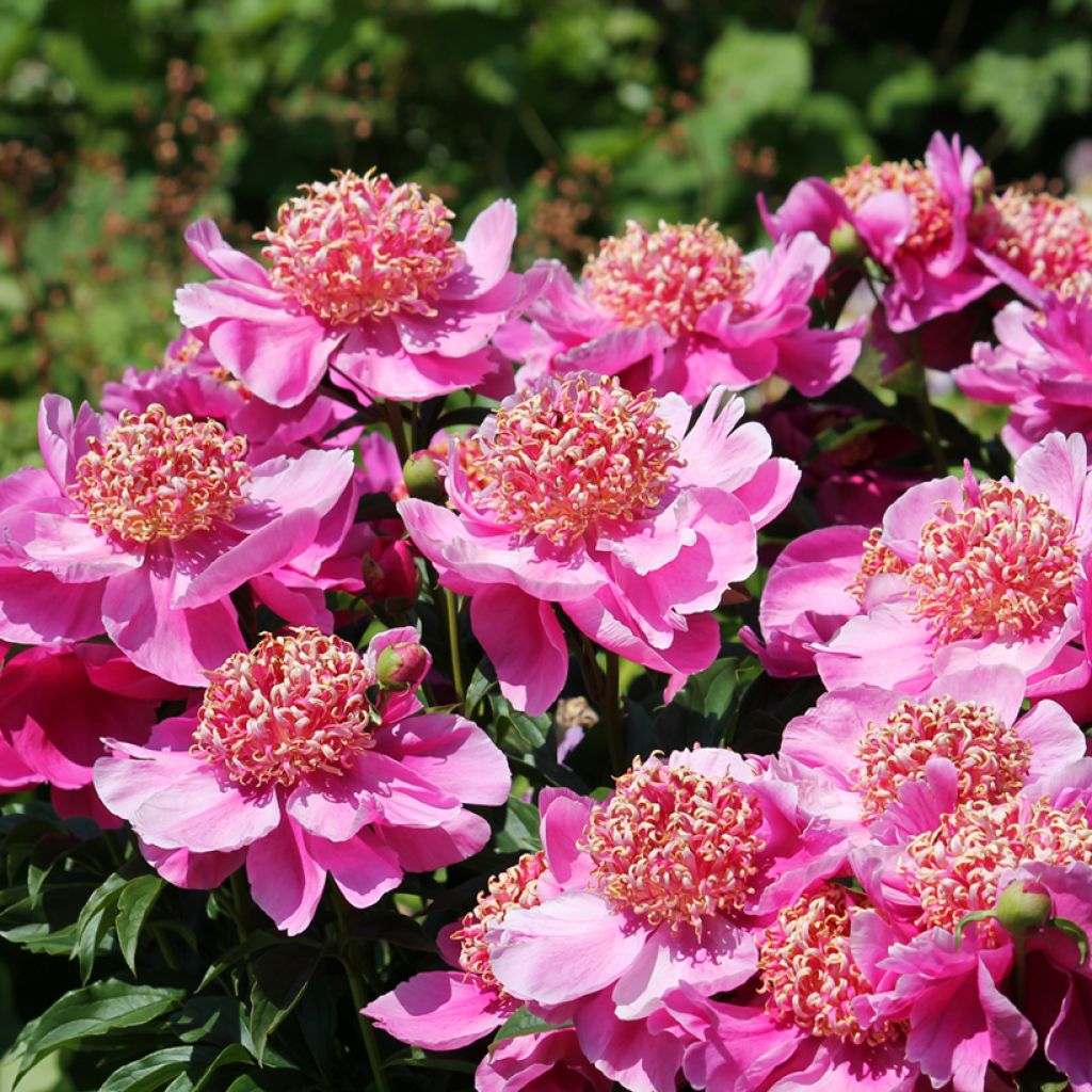 Paeonia lactiflora Neon - Edel-Pfingstrosen