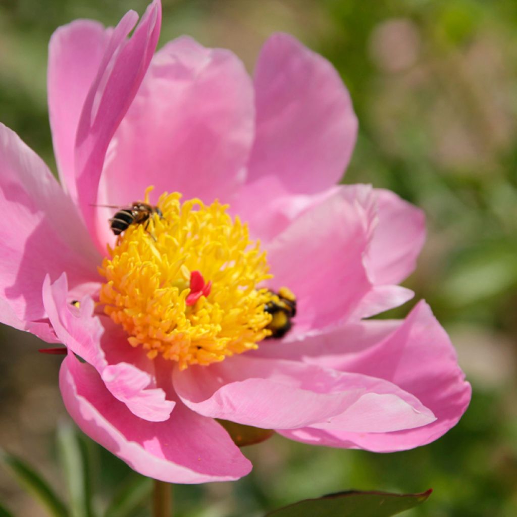 Paeonia lactiflora Nymphe - Edel-Pfingstrosen