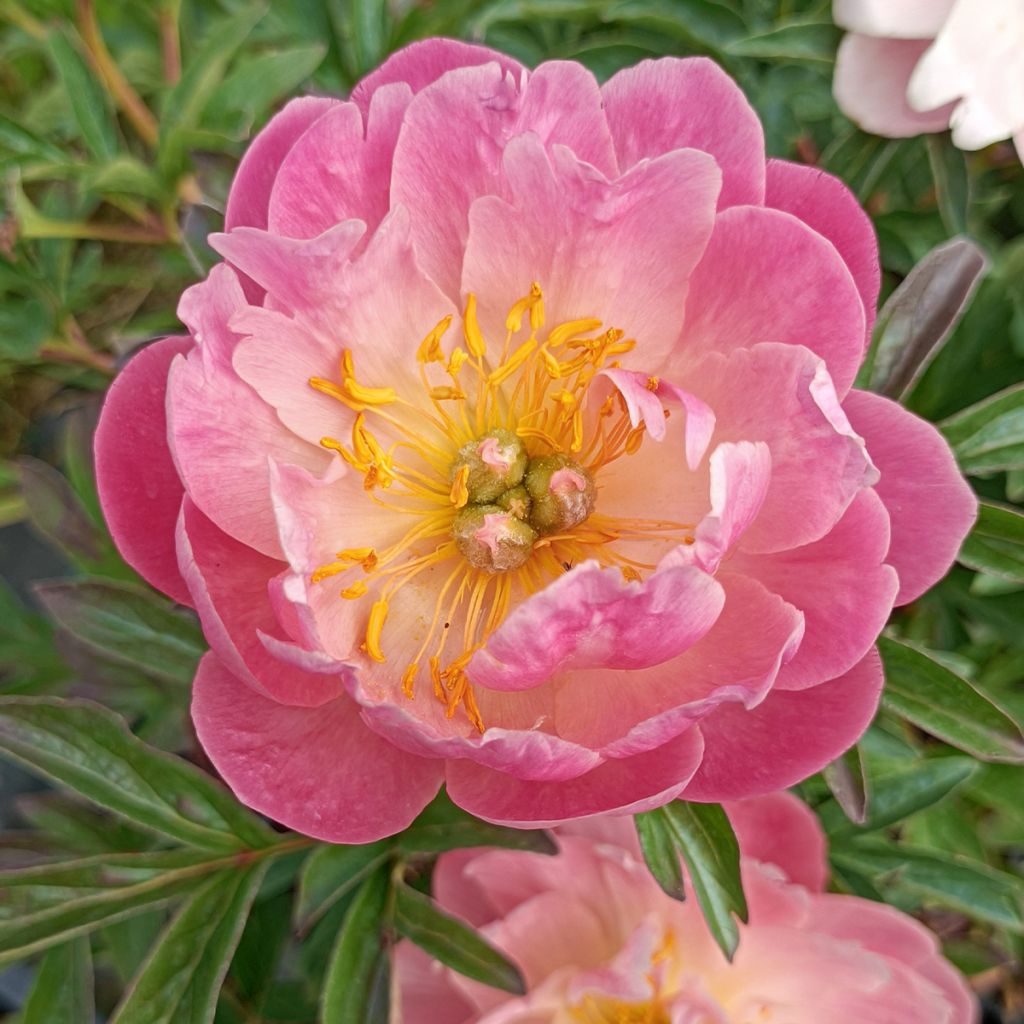 Pivoine lactiflora Pink Hawaiian Coral