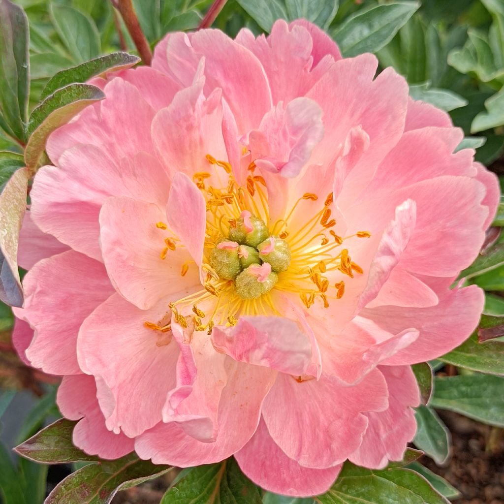 Pivoine lactiflora Pink Hawaiian Coral