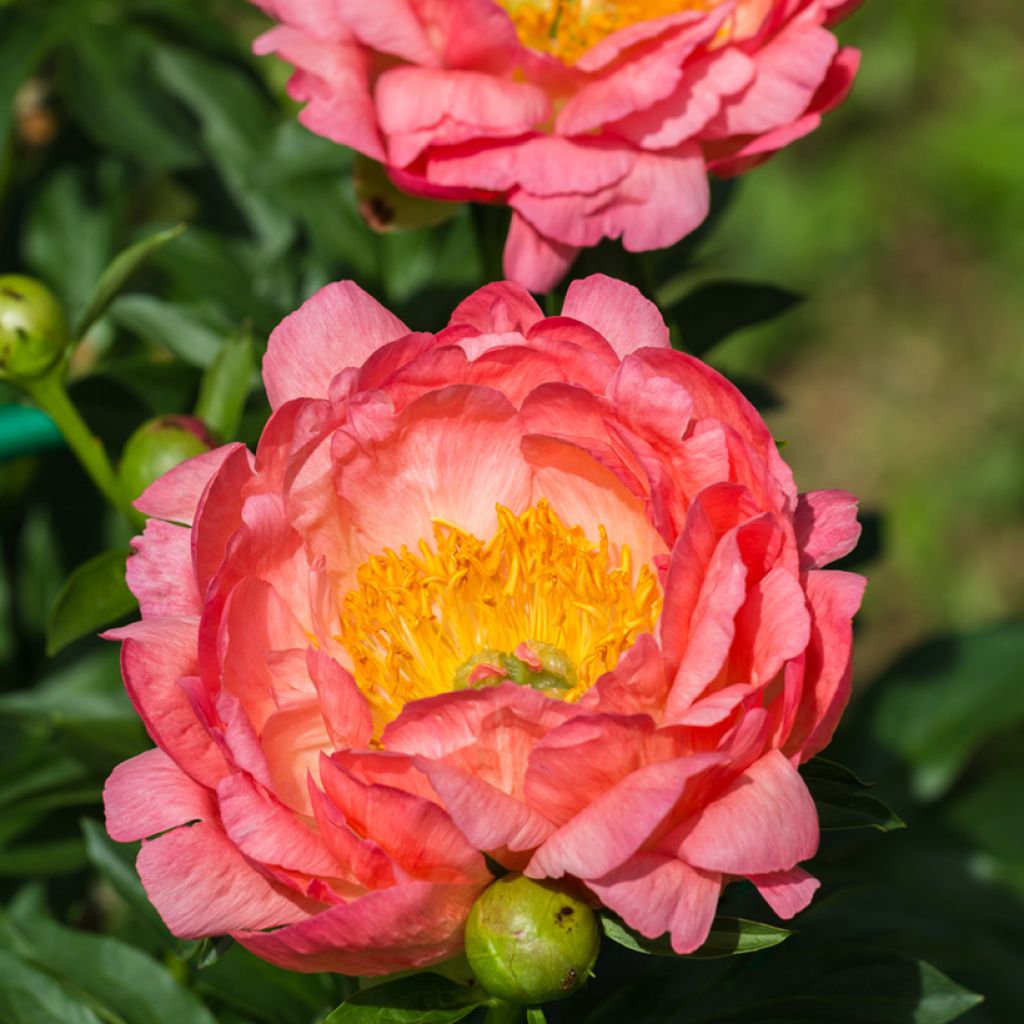 Paeonia lactiflora Pink Hawaiian Coral - Edel-Pfingstrosen