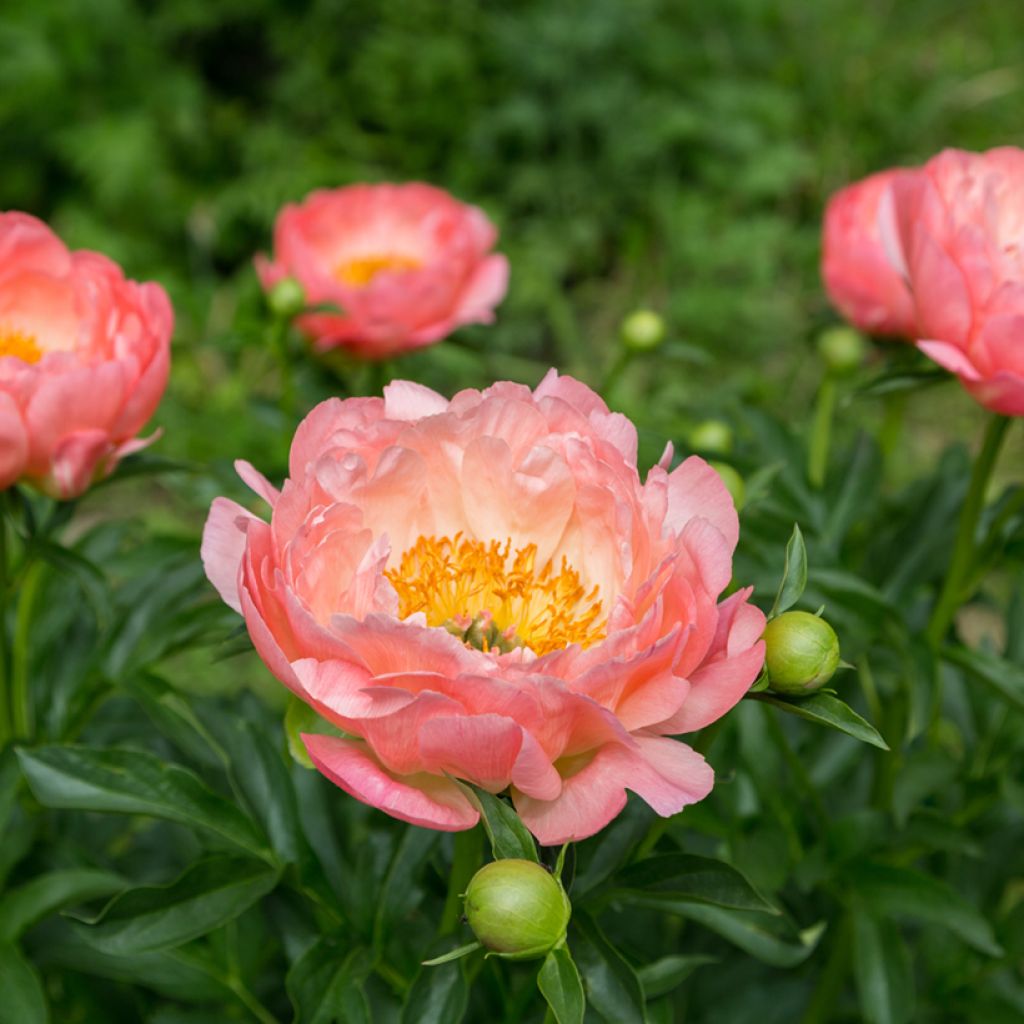 Paeonia lactiflora Pink Hawaiian Coral - Edel-Pfingstrosen