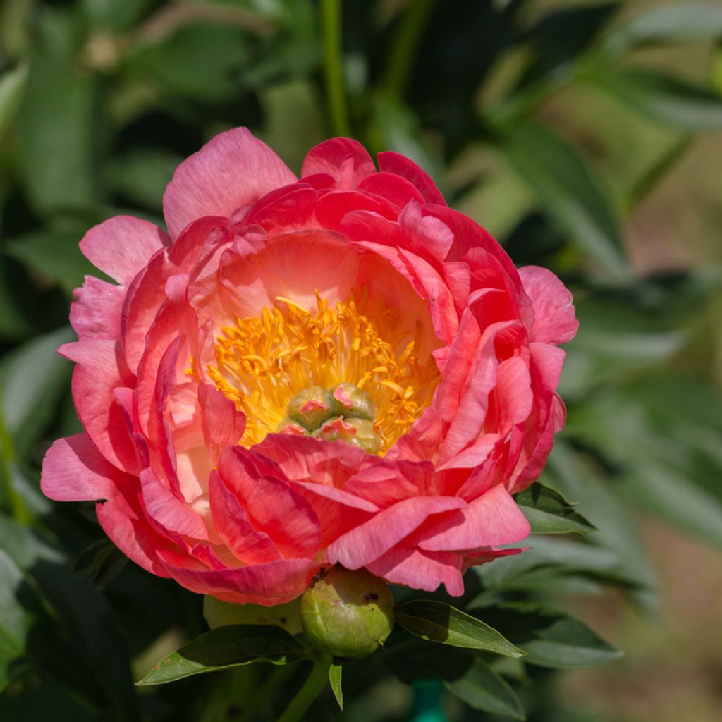 Paeonia lactiflora Pink Hawaiian Coral - Edel-Pfingstrosen