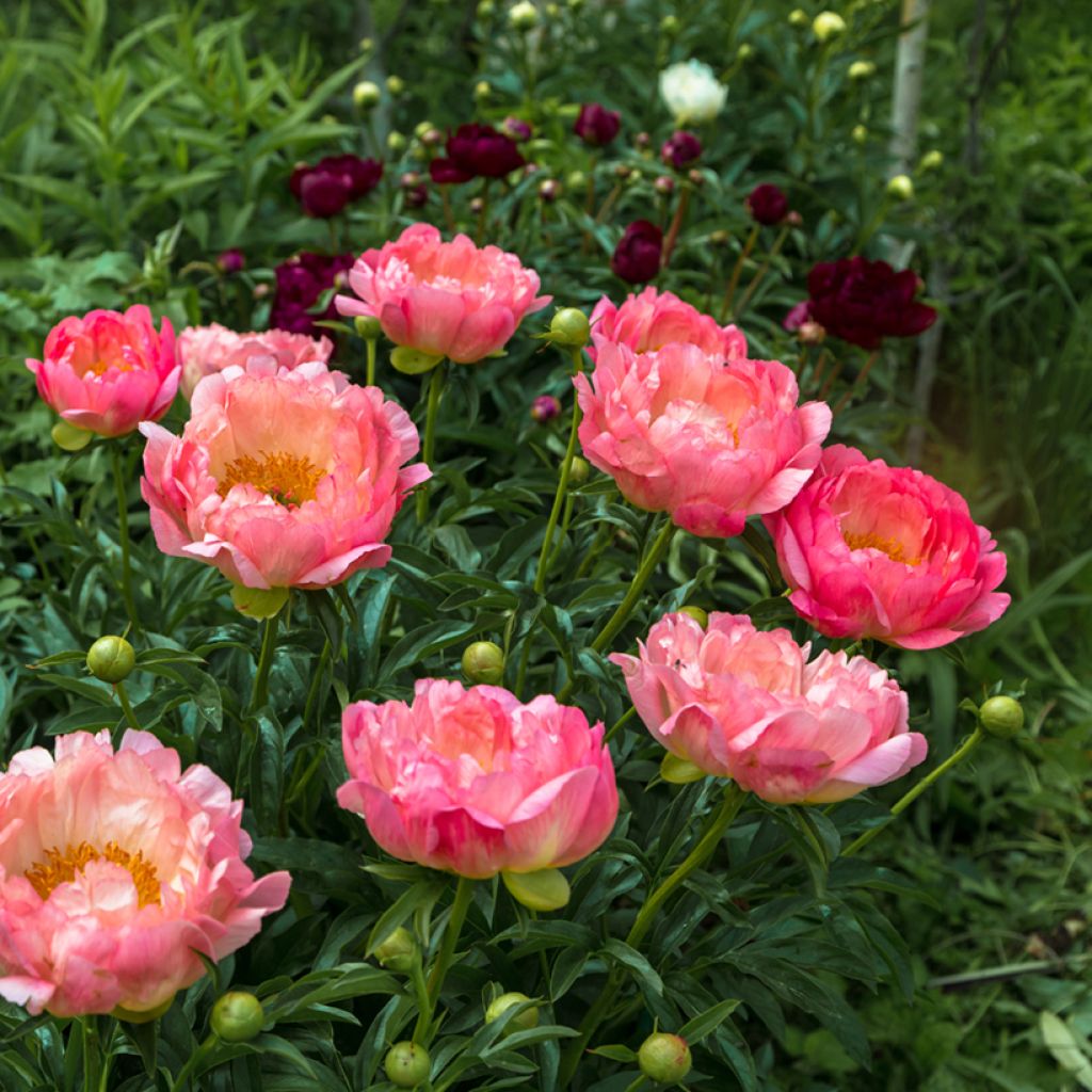 Paeonia lactiflora Pink Hawaiian Coral - Edel-Pfingstrosen