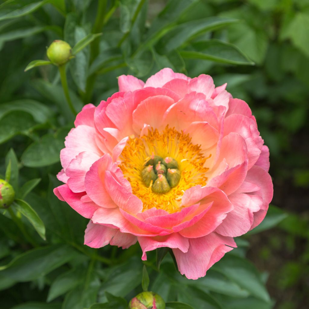 Paeonia lactiflora Pink Hawaiian Coral - Edel-Pfingstrosen