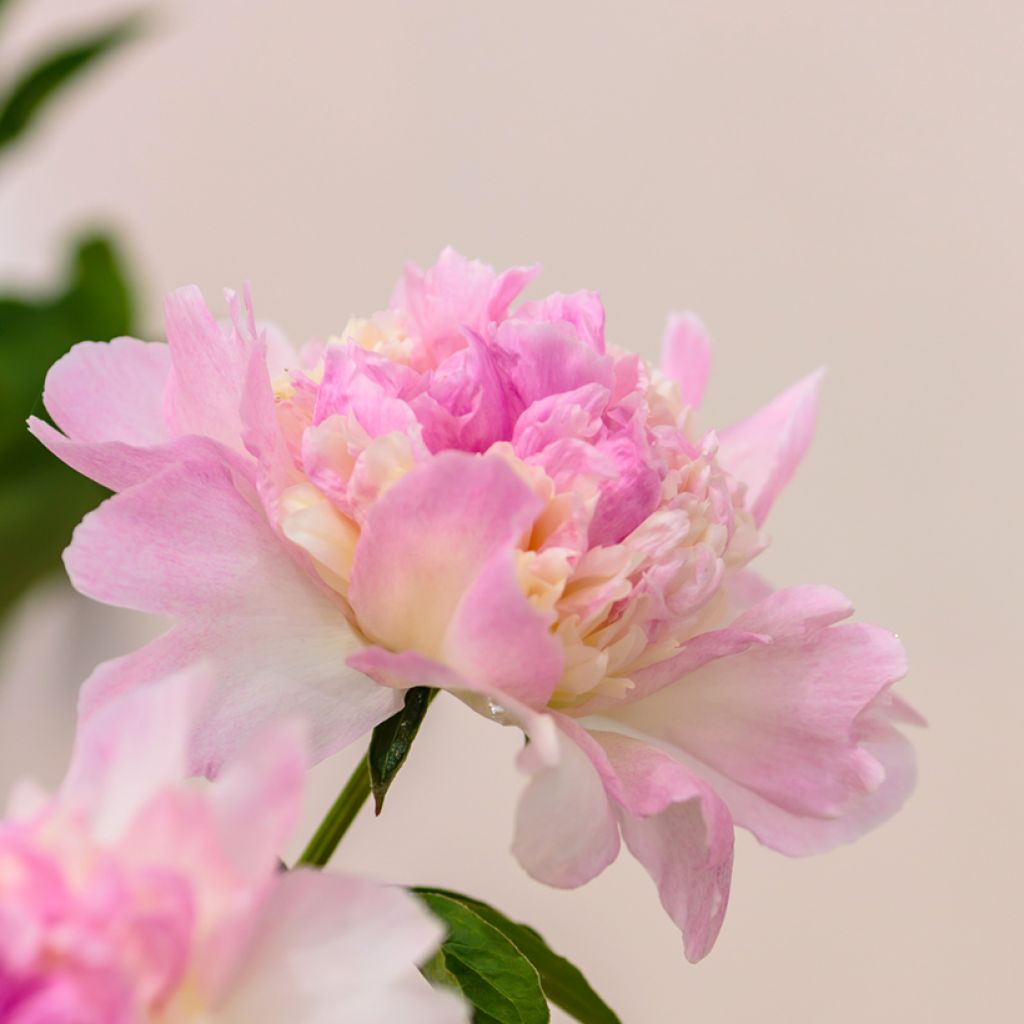 Paeonia lactiflora Raspberry Sunday - Edel-Pfingstrosen