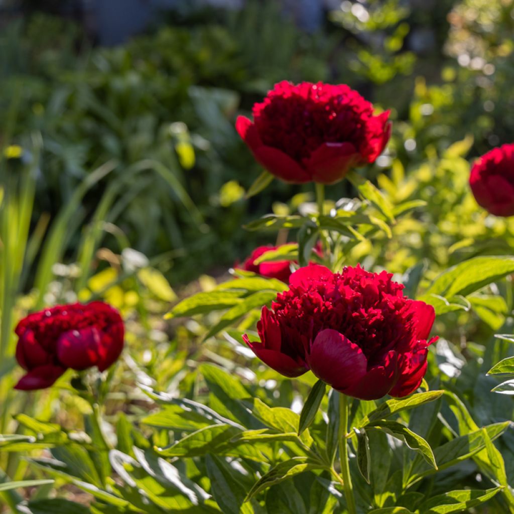 Paeonia lactiflora Red Charm - Edel-Pfingstrosen