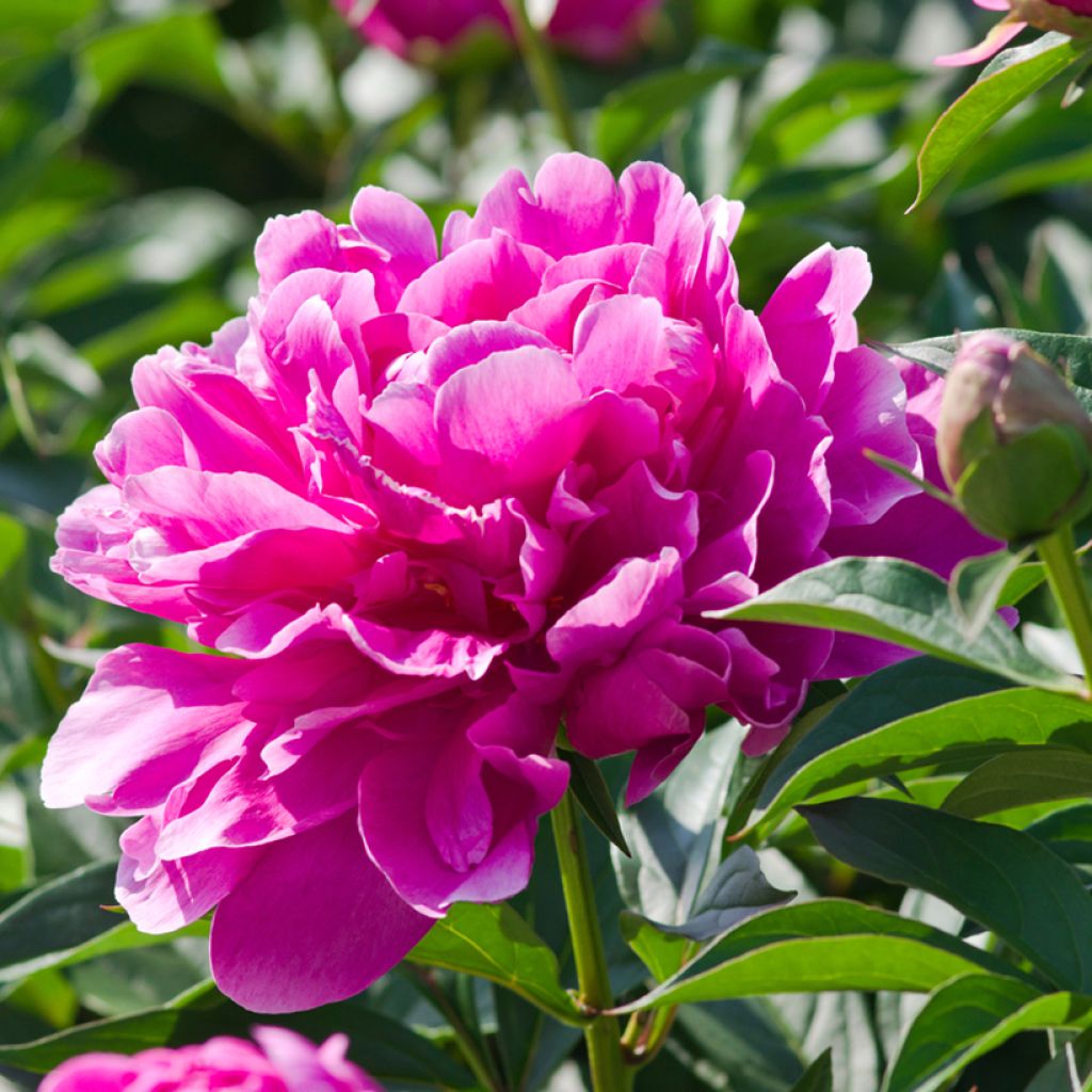 Paeonia lactiflora Sarah Bernhardt - Edel-Pfingstrosen