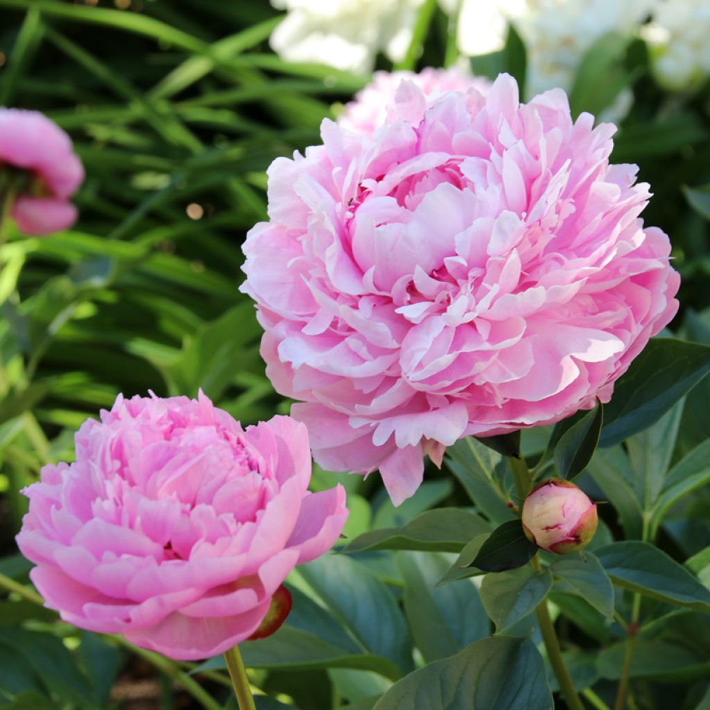 Paeonia lactiflora Sarah Bernhardt - Edel-Pfingstrosen