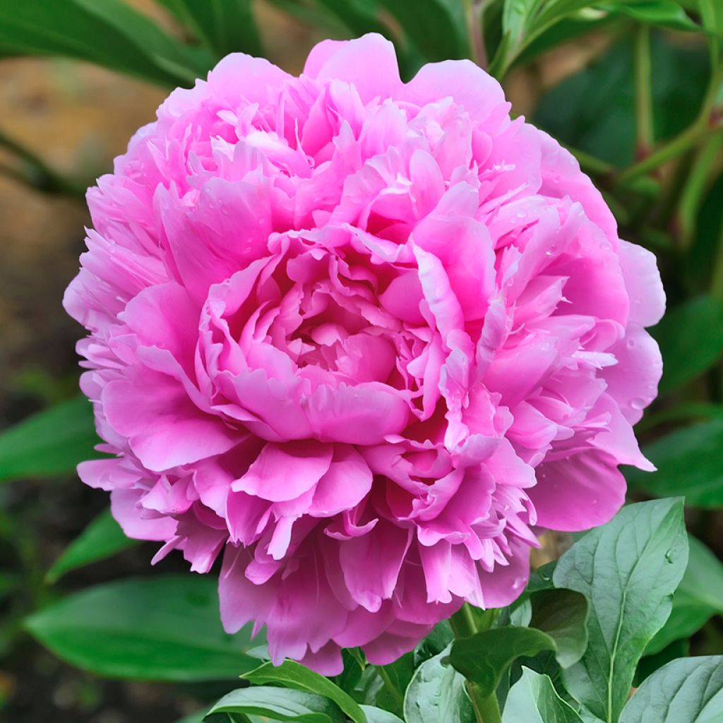 Paeonia lactiflora Sarah Bernhardt - Edel-Pfingstrosen