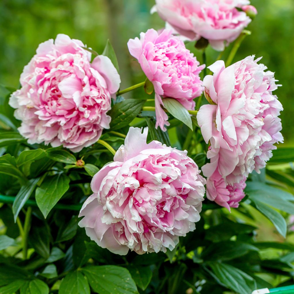 Paeonia lactiflora Sarah Bernhardt - Edel-Pfingstrosen