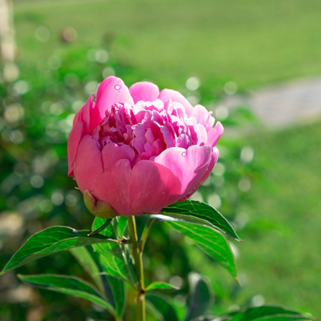 Paeonia lactiflora Sarah Bernhardt - Edel-Pfingstrosen