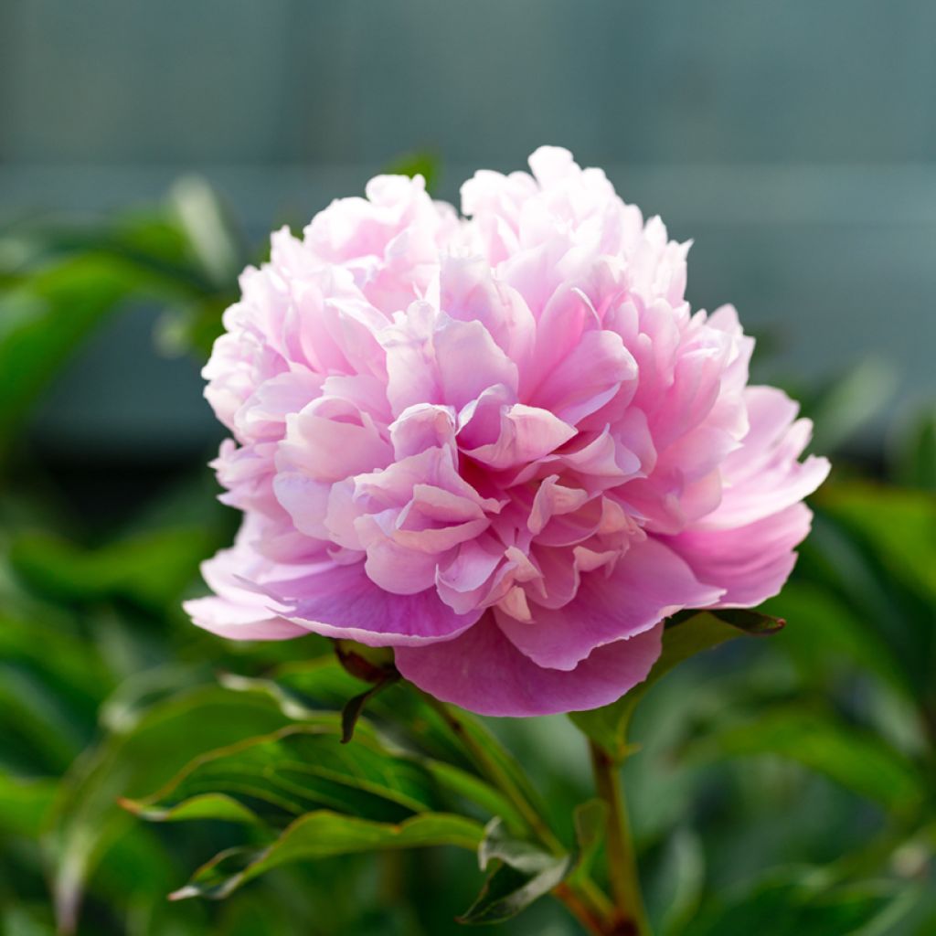 Paeonia lactiflora Sarah Bernhardt - Edel-Pfingstrosen