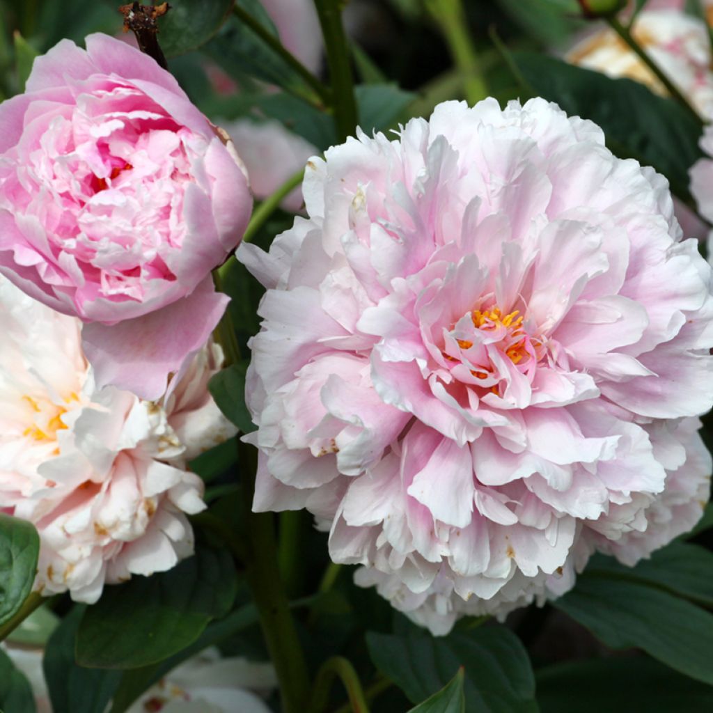 Paeonia lactiflora Sarah Bernhardt - Edel-Pfingstrosen