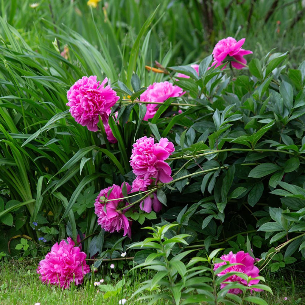 Paeonia lactiflora Sarah Bernhardt - Edel-Pfingstrosen