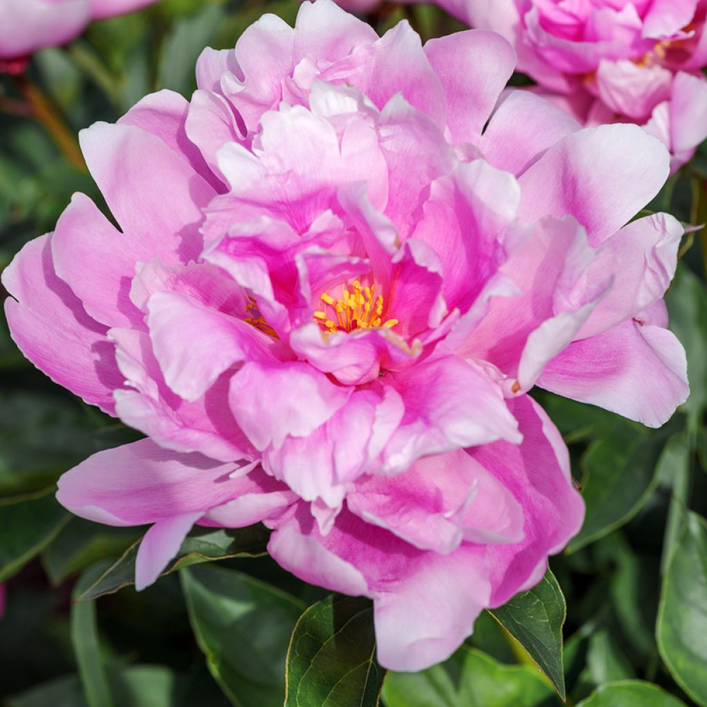 Paeonia lactiflora Sea Shell - Edel-Pfingstrosen