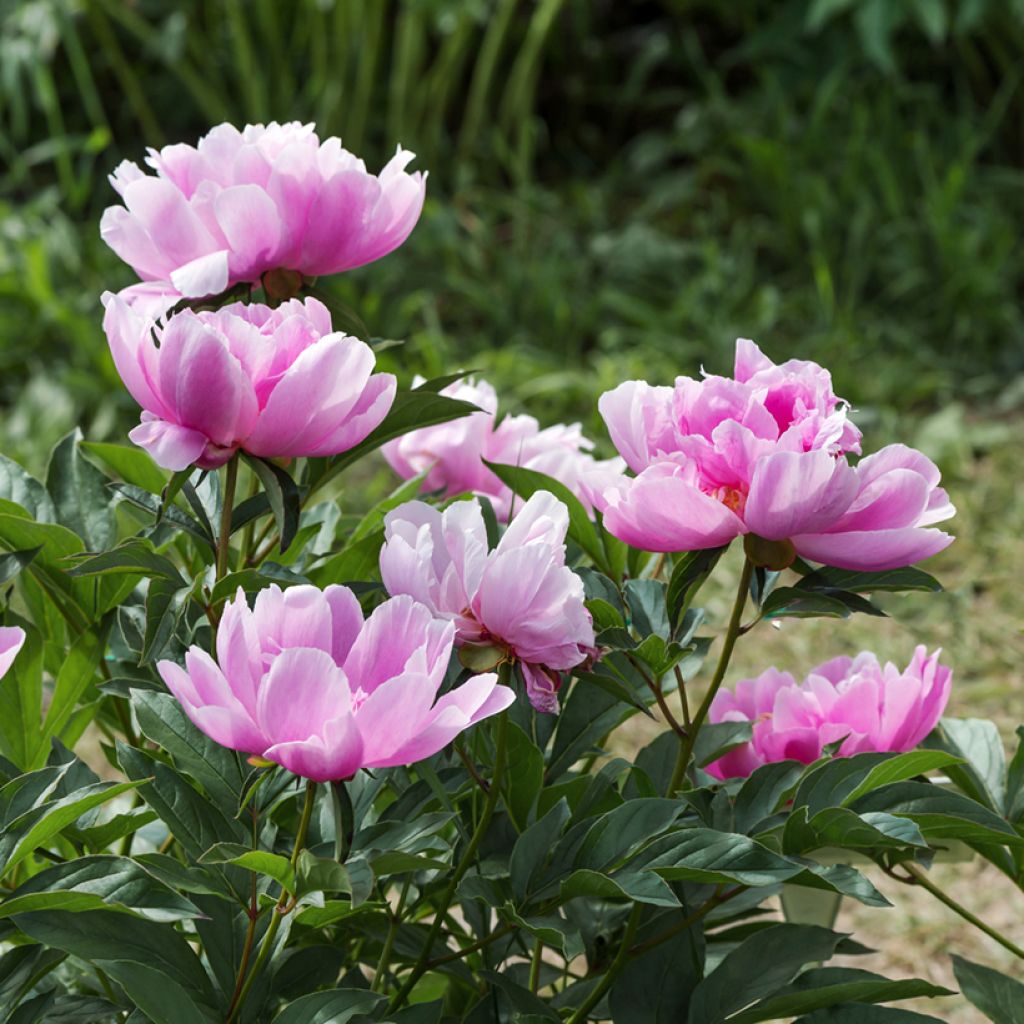 Paeonia lactiflora Sea Shell - Edel-Pfingstrosen