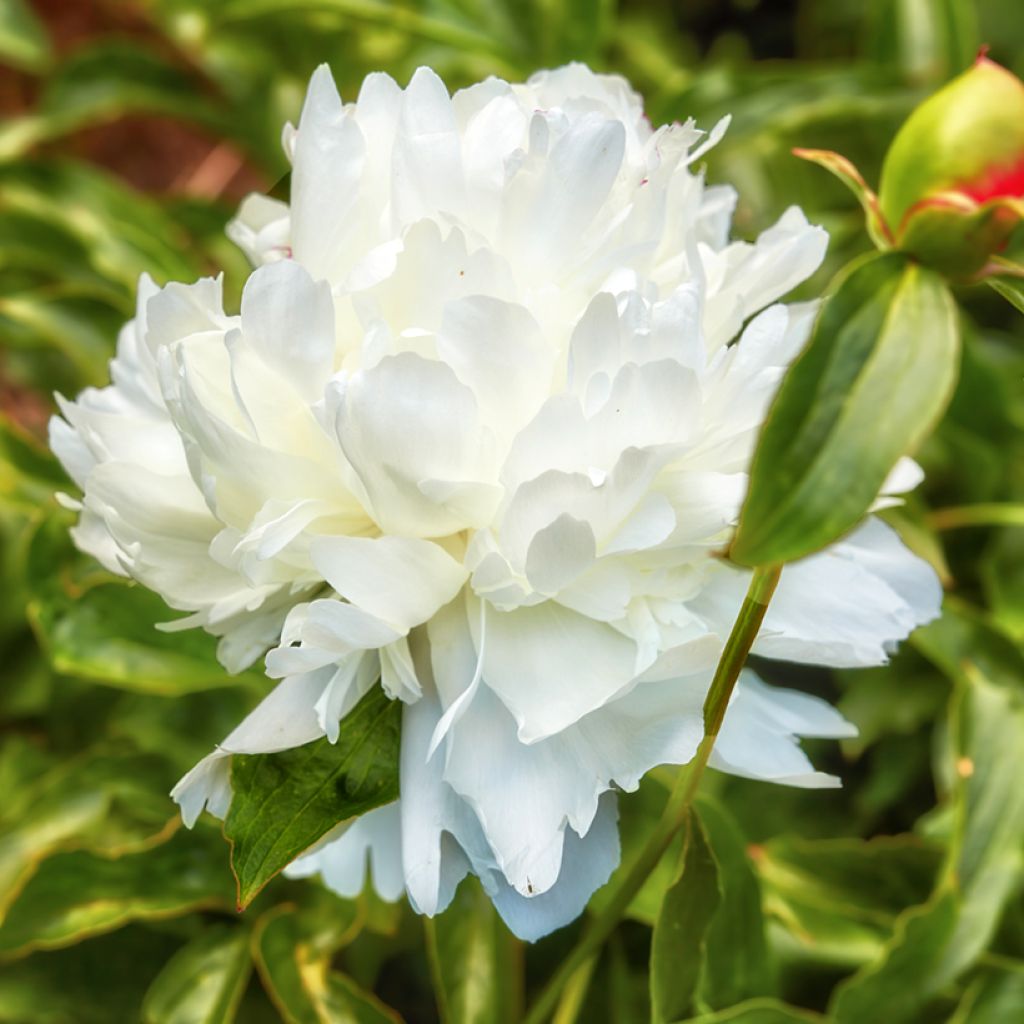 Paeonia lactiflora Temple - Edel-Pfingstrosen