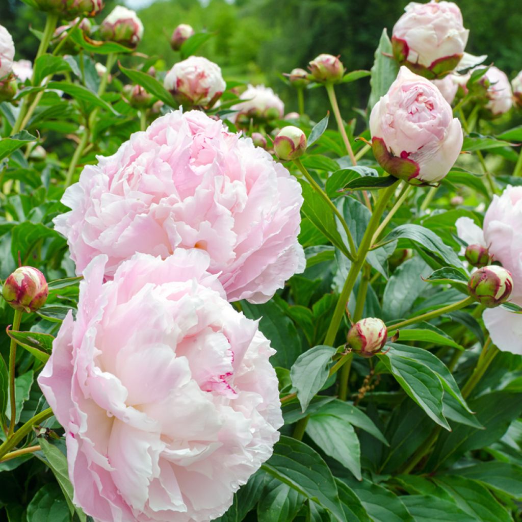 Paeonia lactiflora Temple - Edel-Pfingstrosen