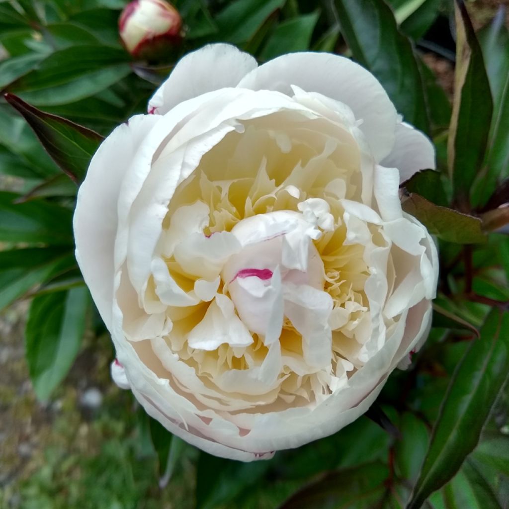 Paeonia lactiflora Temple - Edel-Pfingstrosen