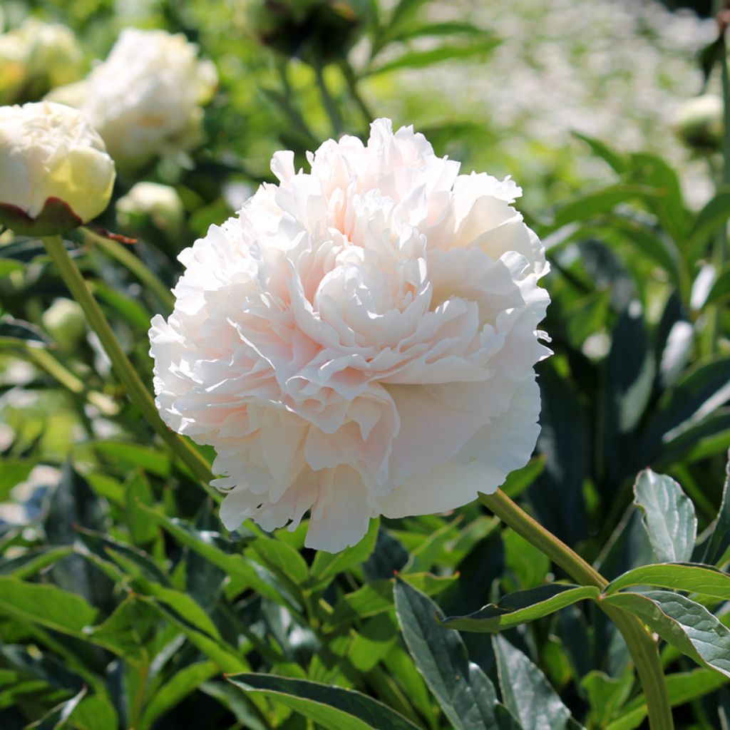 Paeonia lactiflora Solange - Edel-Pfingstrosen