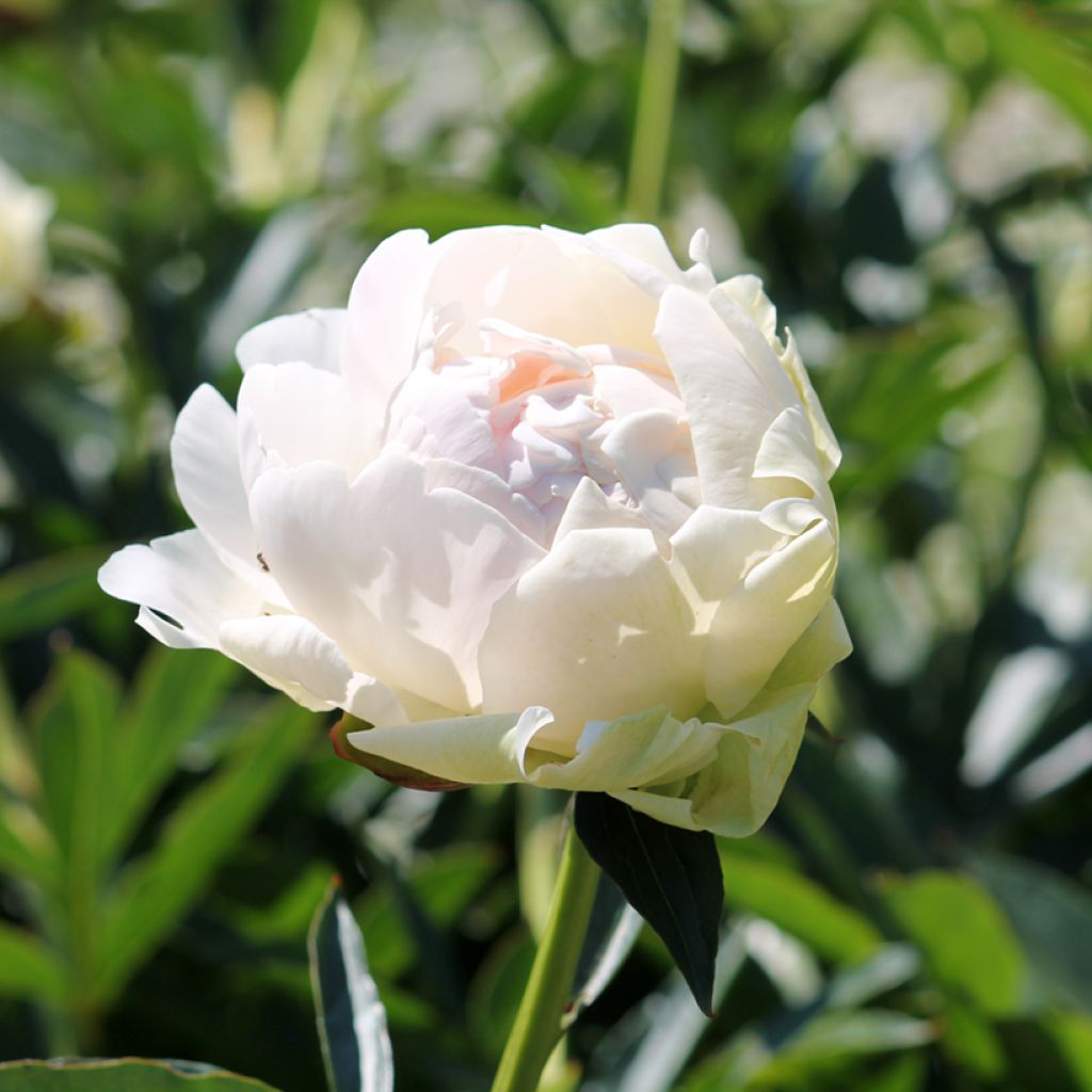 Paeonia lactiflora Solange - Edel-Pfingstrosen