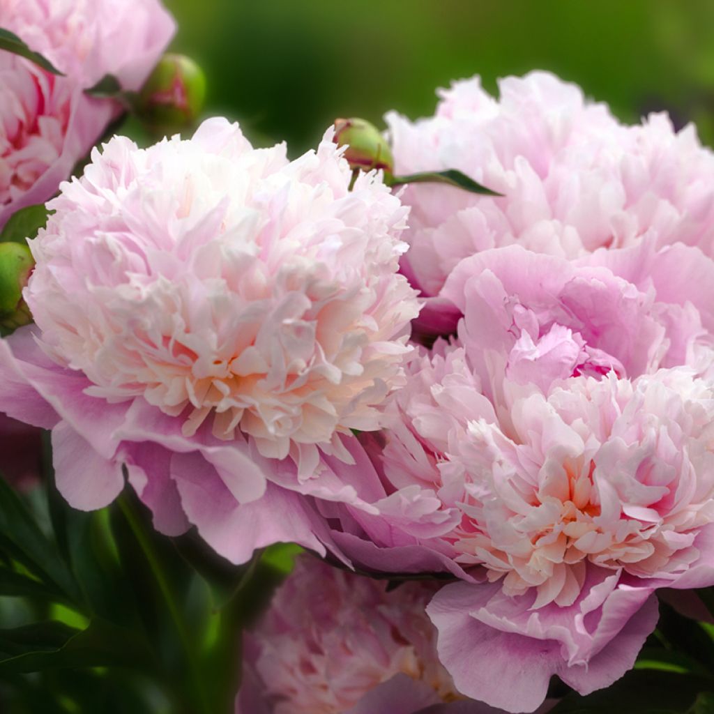 Paeonia lactiflora Sorbet - Edel-Pfingstrosen