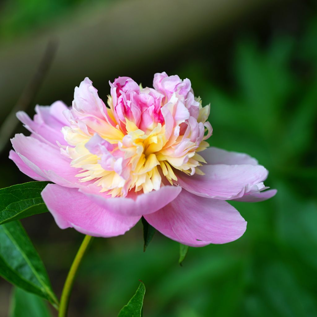 Paeonia lactiflora Sorbet - Edel-Pfingstrosen