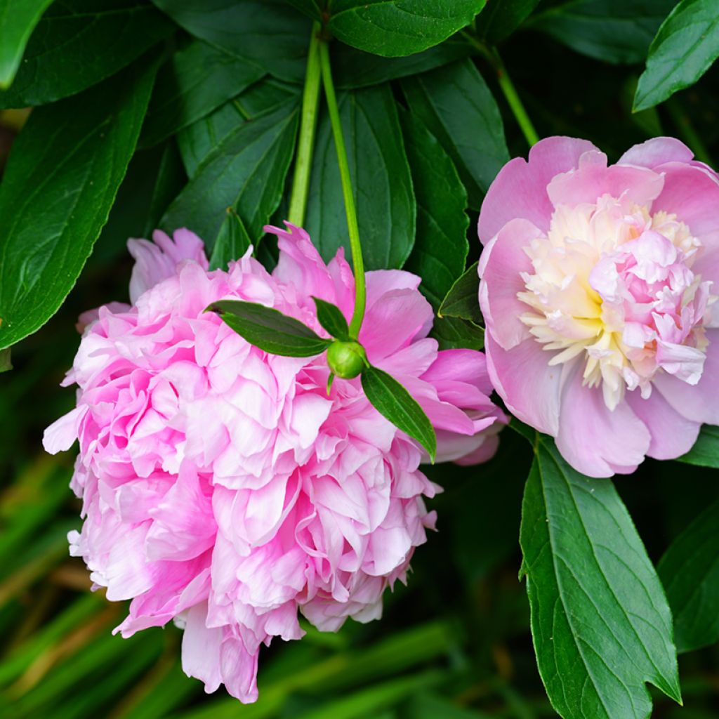 Paeonia lactiflora Sorbet - Edel-Pfingstrosen