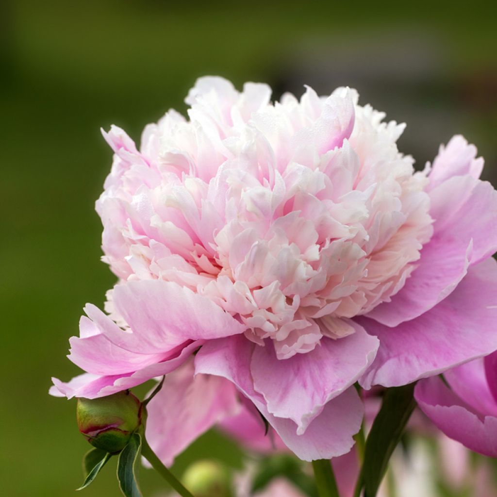 Paeonia lactiflora Sorbet - Edel-Pfingstrosen