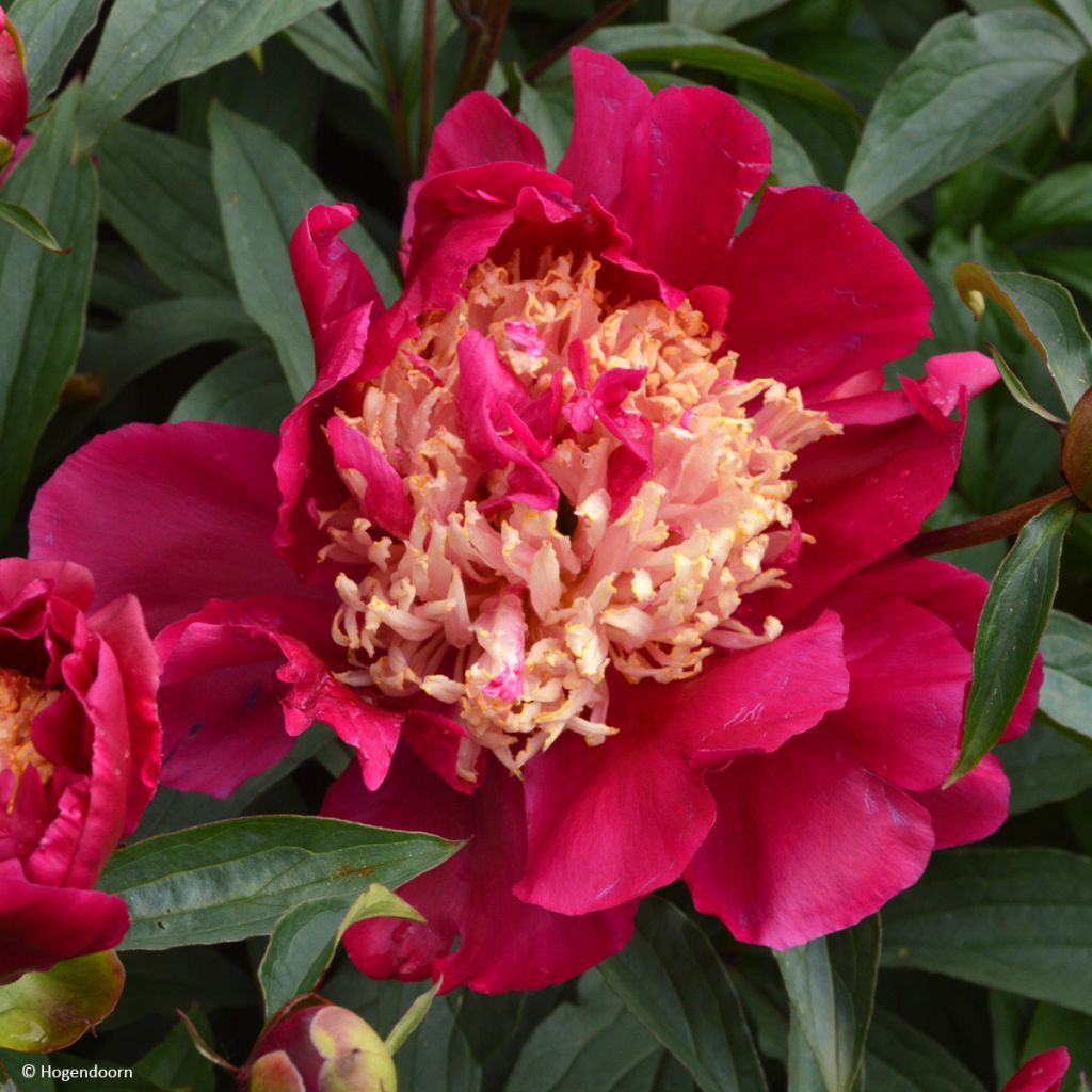 Paeonia lactiflora Tom Cat - Edel-Pfingstrosen