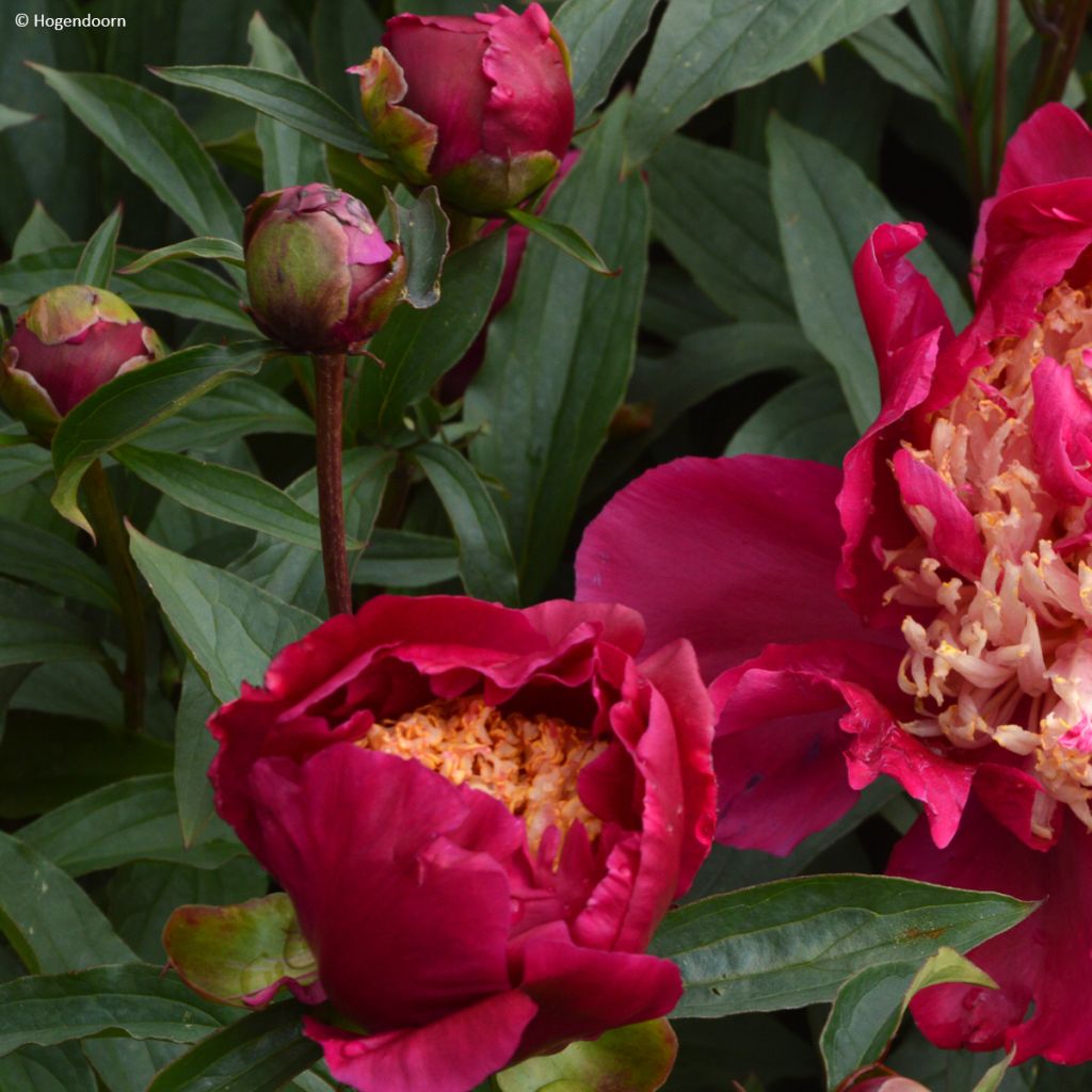 Paeonia lactiflora Tom Cat - Edel-Pfingstrosen