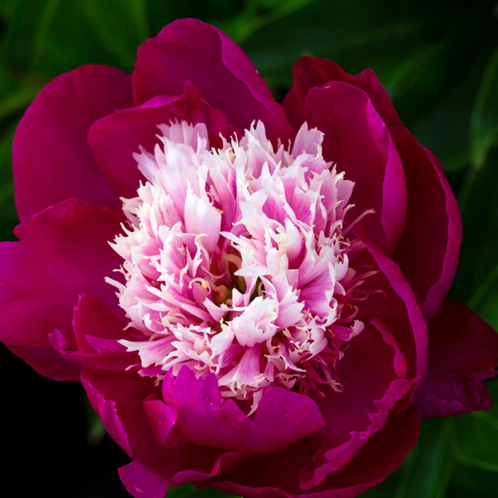 Paeonia lactiflora Tom Cat - Edel-Pfingstrosen