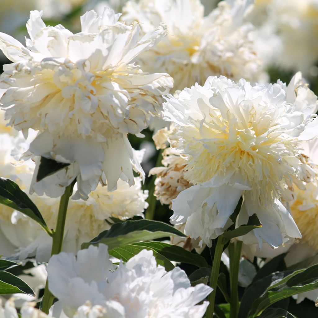 Paeonia lactiflora Top Brass - Edel-Pfingstrosen