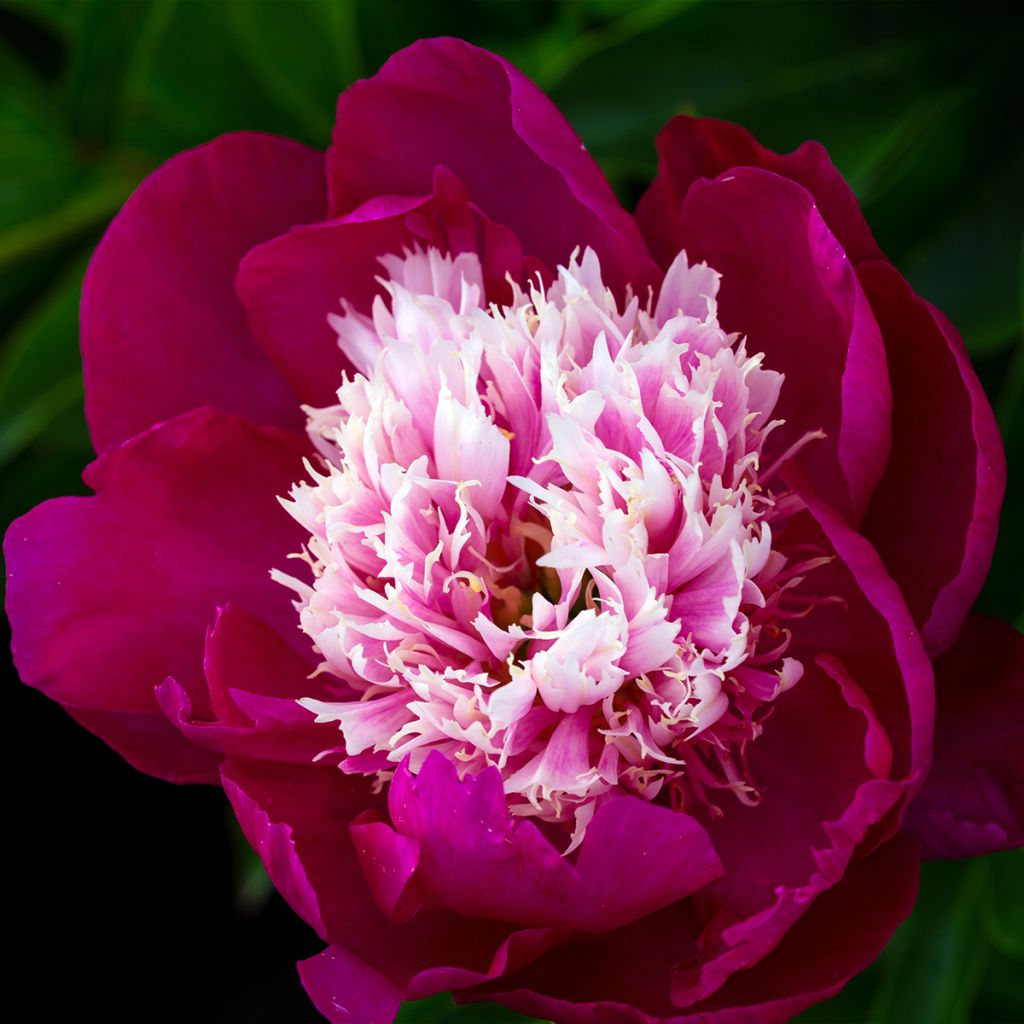 Paeonia lactiflora White Cap - Edel-Pfingstrosen