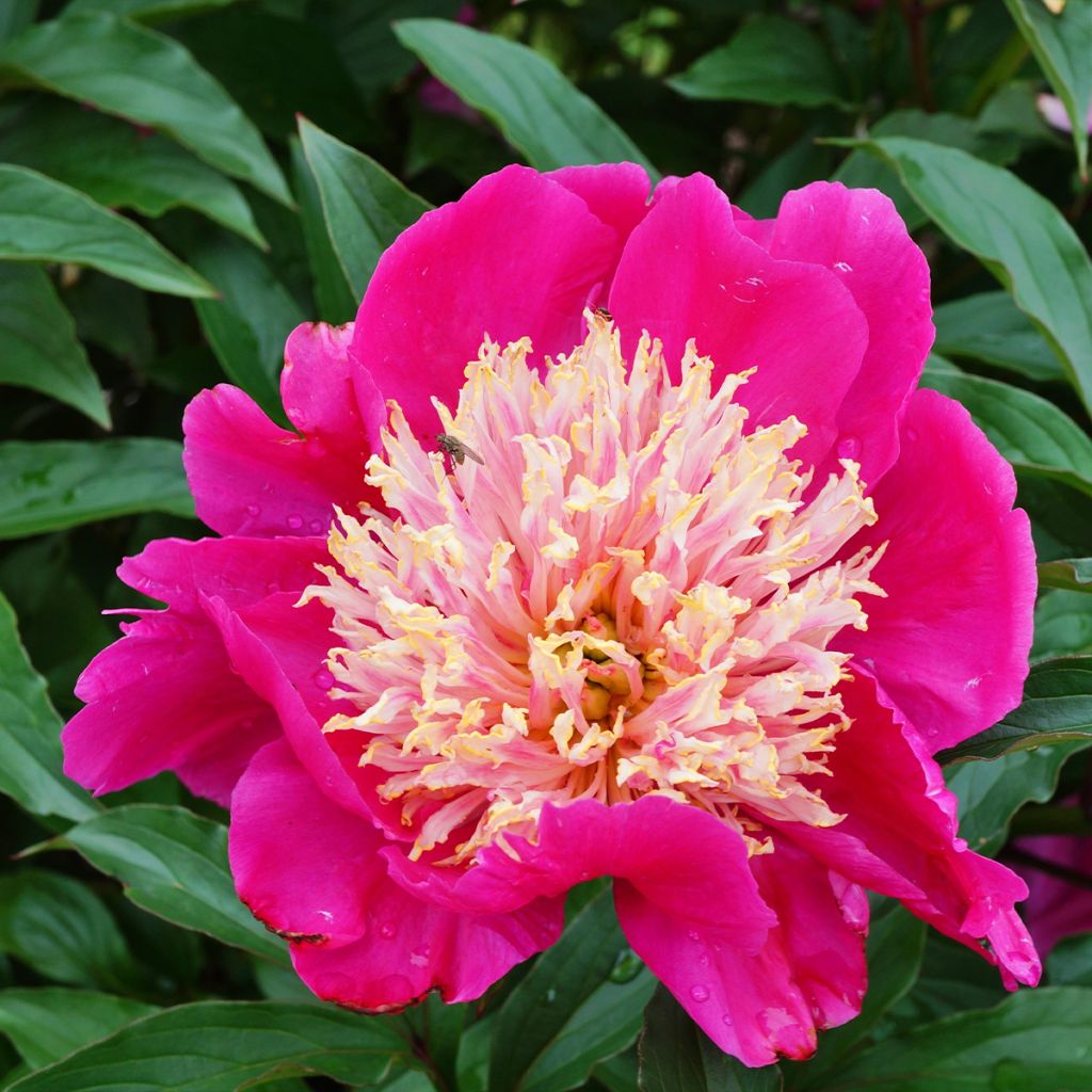 Paeonia lactiflora White Cap - Edel-Pfingstrosen