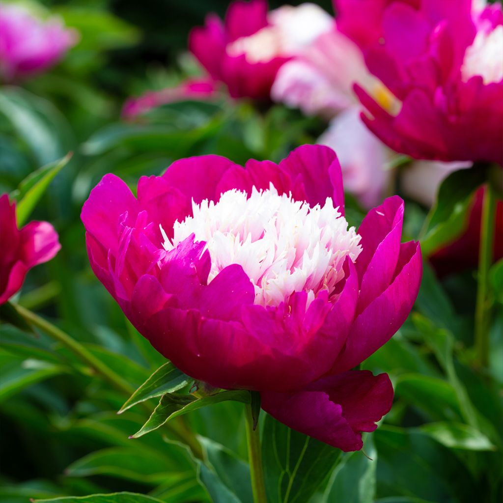 Paeonia lactiflora White Cap - Edel-Pfingstrosen