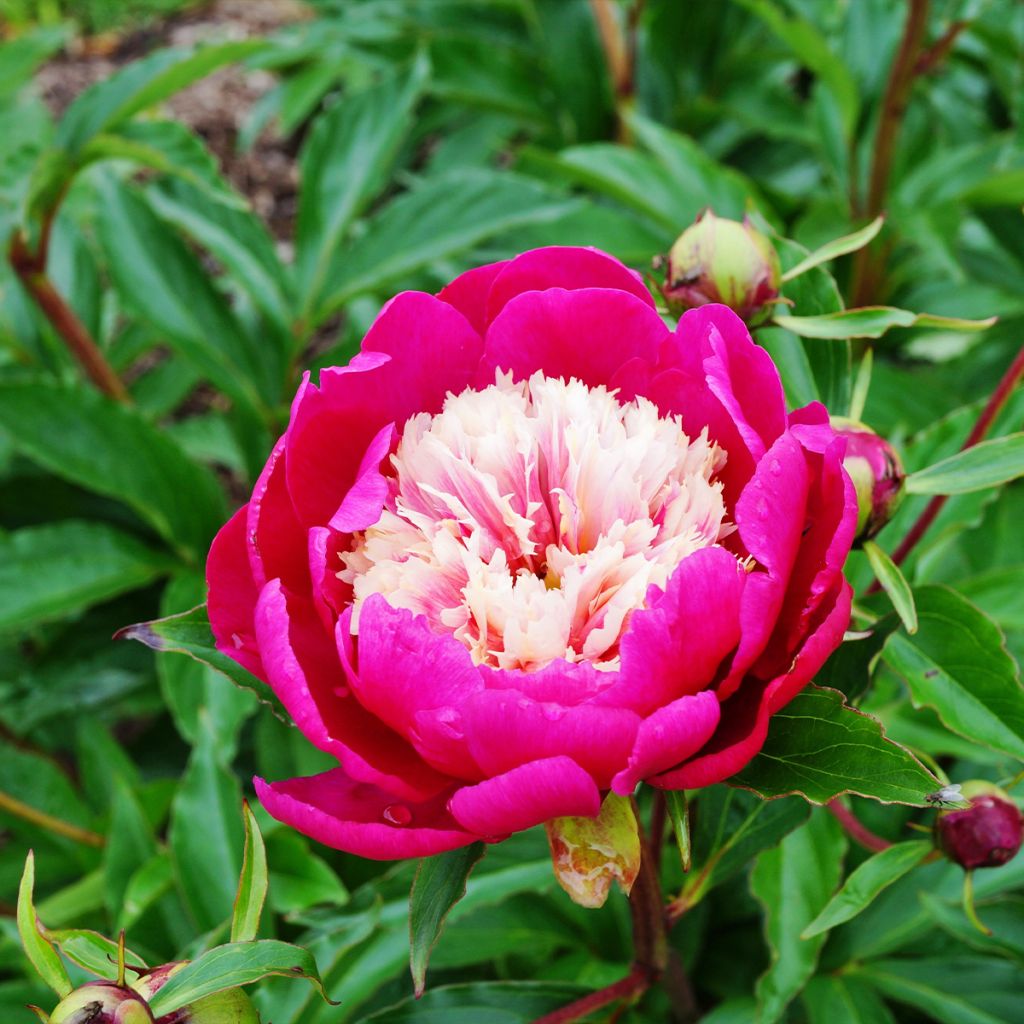 Paeonia lactiflora White Cap - Edel-Pfingstrosen