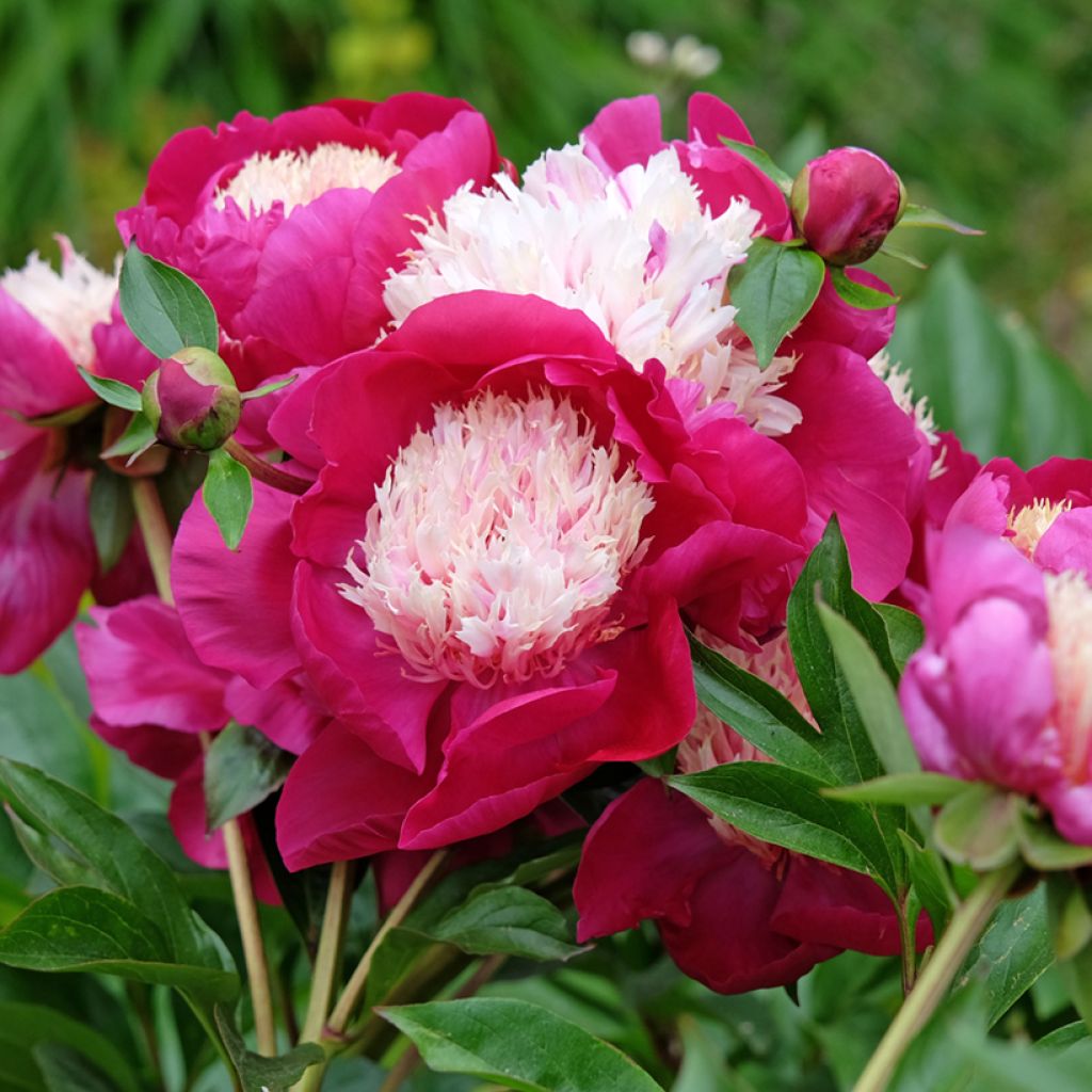 Paeonia lactiflora White Cap - Edel-Pfingstrosen