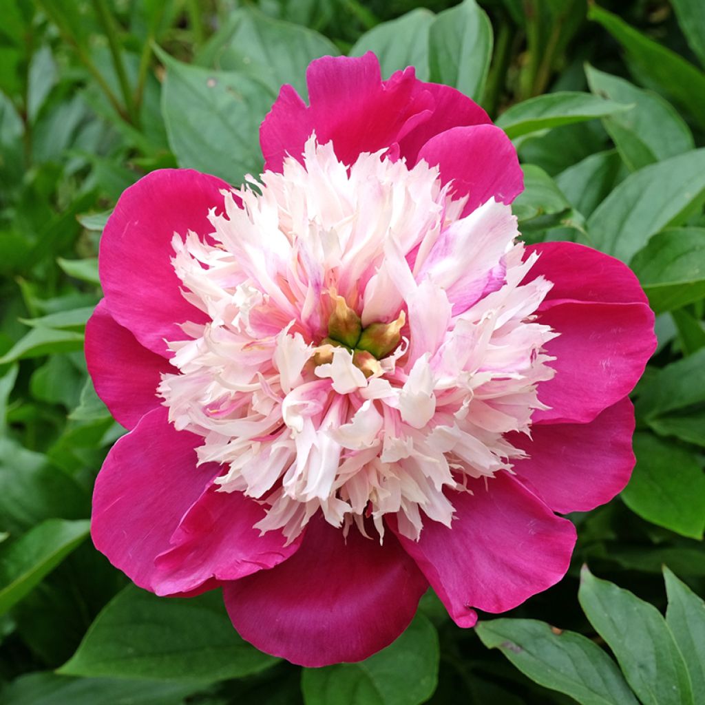 Paeonia lactiflora White Cap - Edel-Pfingstrosen