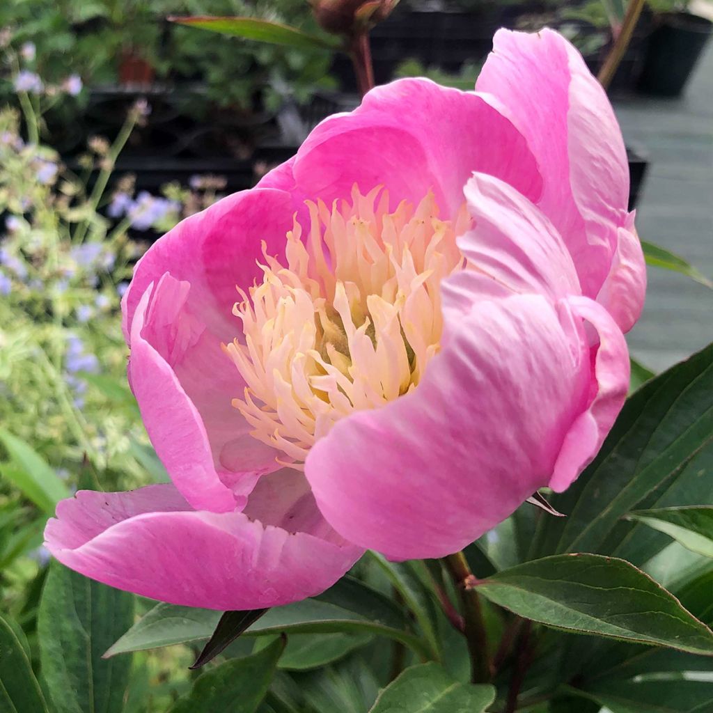 Paeonia lactiflora Bowl of Beauty - Edel-Pfingstrosen