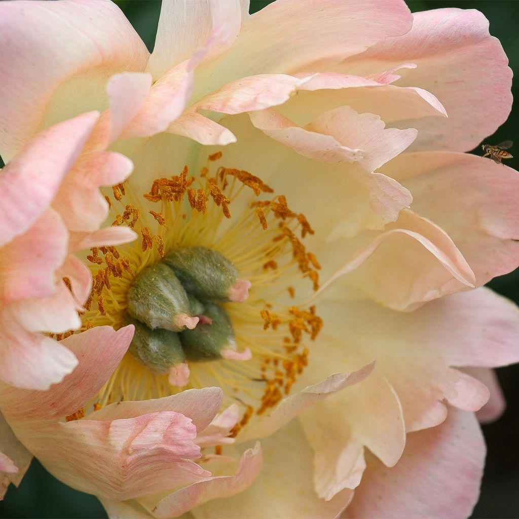 Paeonia lactiflora King's Day - Edel-Pfingstrosen