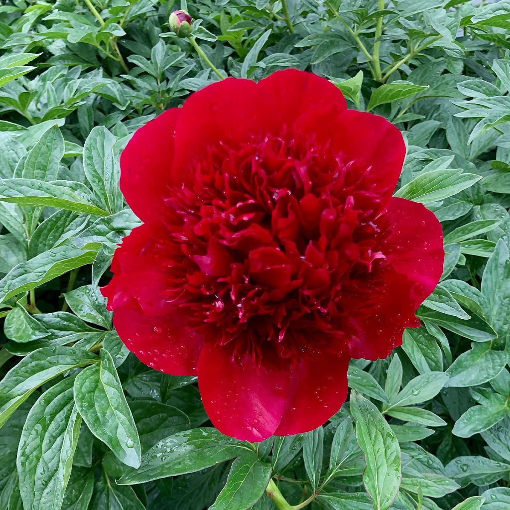 Paeonia lactiflora Red Charm - Edel-Pfingstrosen