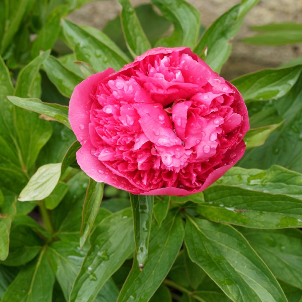 Paeonia officinalis Rosea Plena - Pfingstrose